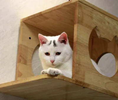 PETOMG Cat Perch Cat Wall Bed Ladder Furniture Shelf House Rubberwood - Image 3