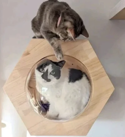 PETOMG Cat Perch, Cat Wall Bed Shelf House Hexagon Rubberwood 43.3 Cm Rubberwood - Image 4