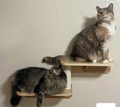 2-Levels Cat Wall steps Cat Shelf, Cat Ladder Cat climbers for wall Rubberwood - Image 4